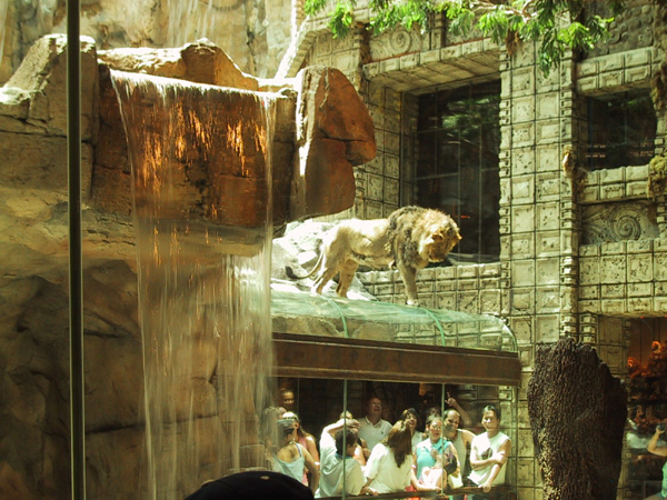 Vegas Grand Canyon 020 - MGM Grand lion 2