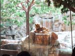 Vegas Grand Canyon 018 - MGM Grand lion