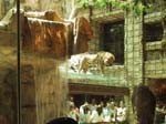 Vegas Grand Canyon 020 - MGM Grand lion 2